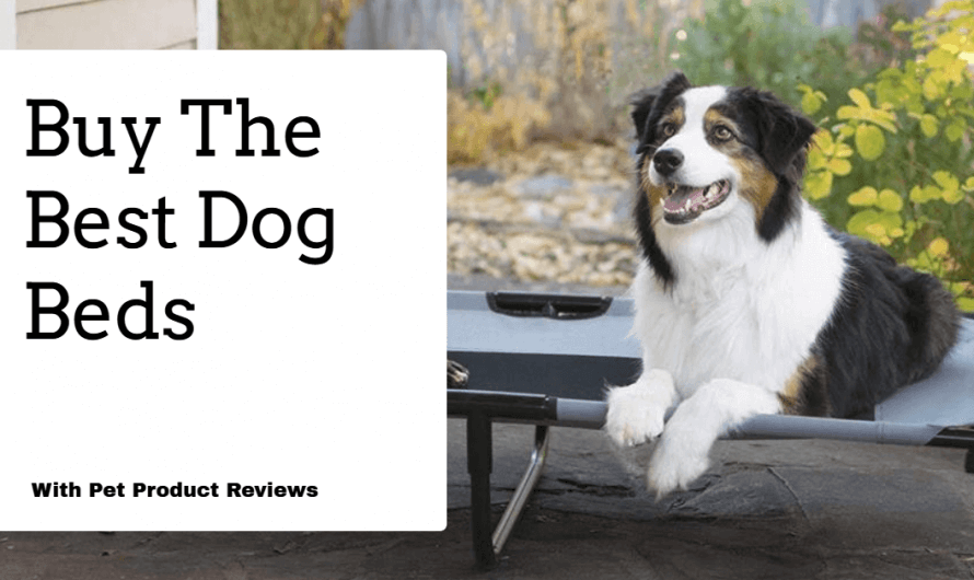 Buy The Best Rated Dog Beds